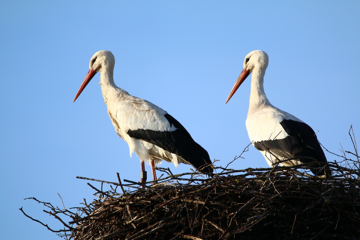 White Stork - ML215601881