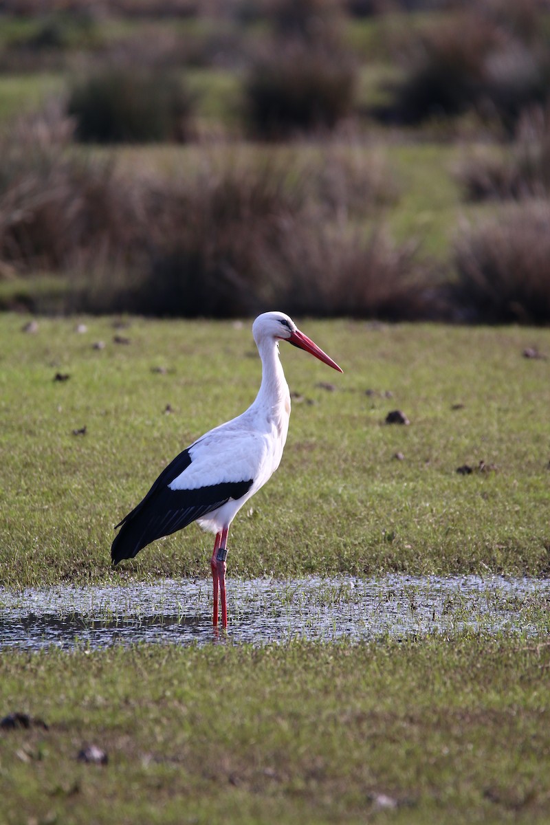 White Stork - ML215601921