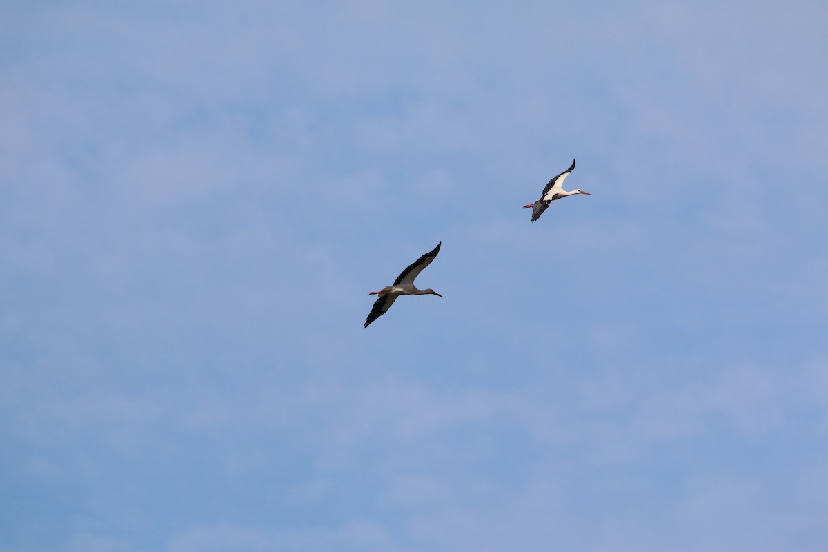 White Stork - ML215601941