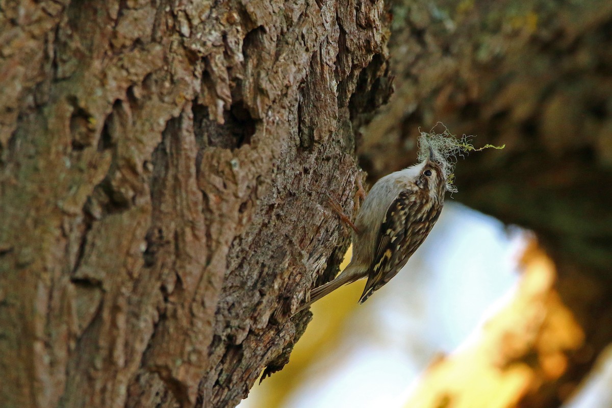 Short-toed Treecreeper - ML215602001