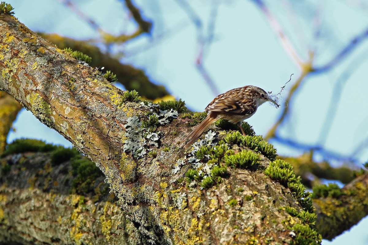 Short-toed Treecreeper - ML215602011