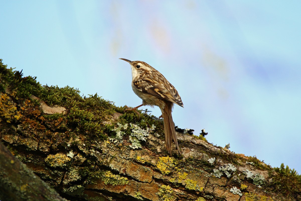 Short-toed Treecreeper - ML215602021