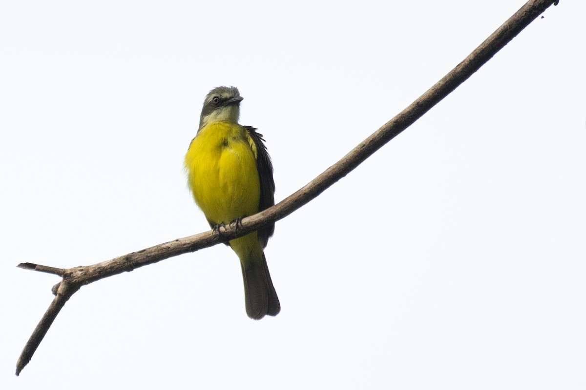 Gray-capped Flycatcher - ML215602211