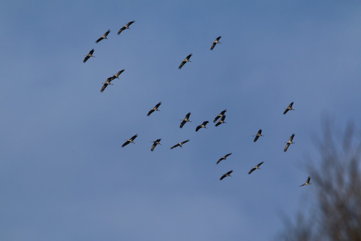 Common Crane - ML215602461