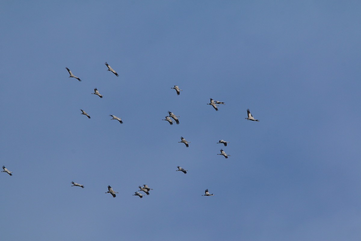 Common Crane - ML215602481