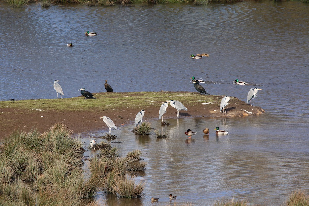 Gray Heron - ML215602701