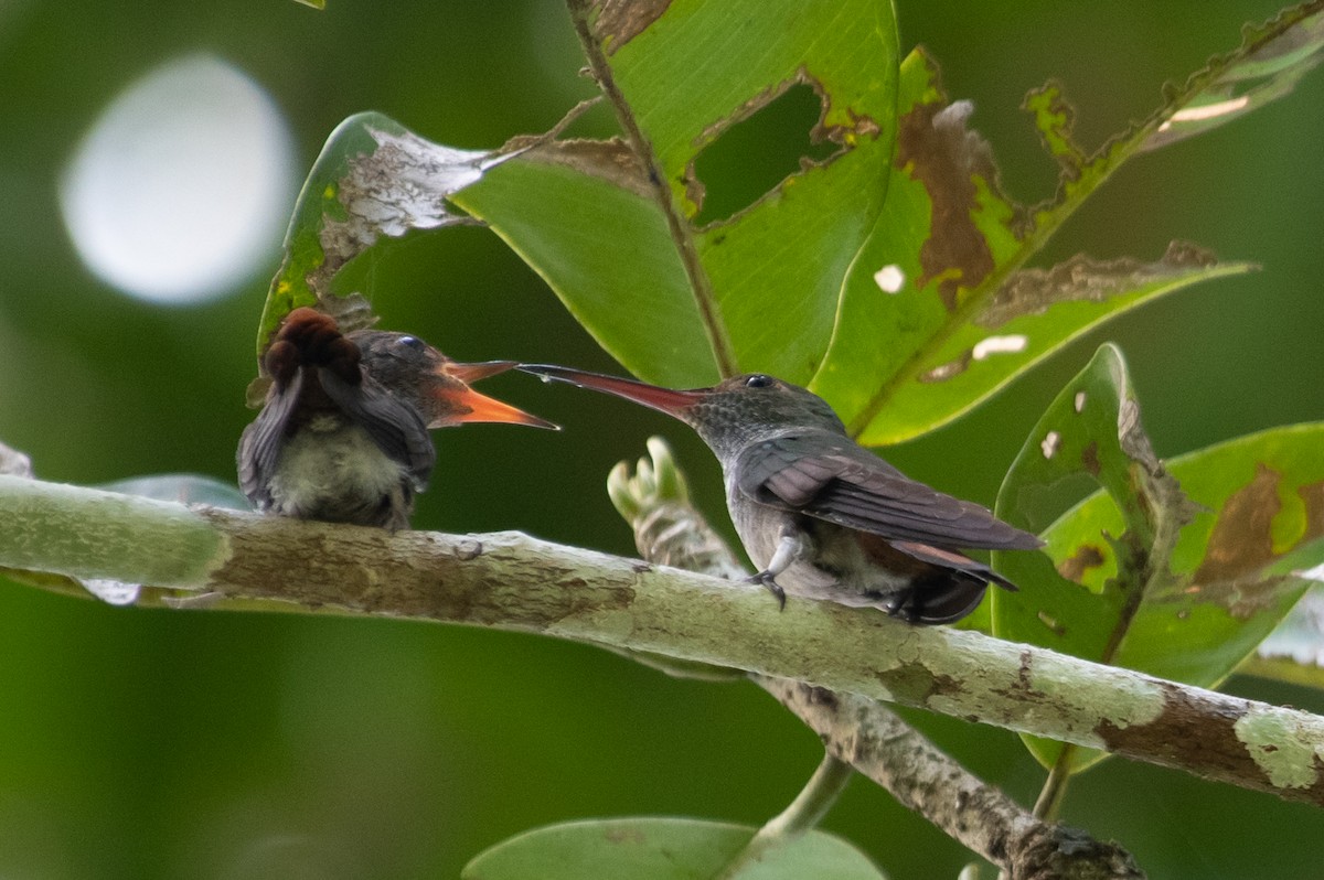 Rufous-tailed Hummingbird - ML215602781