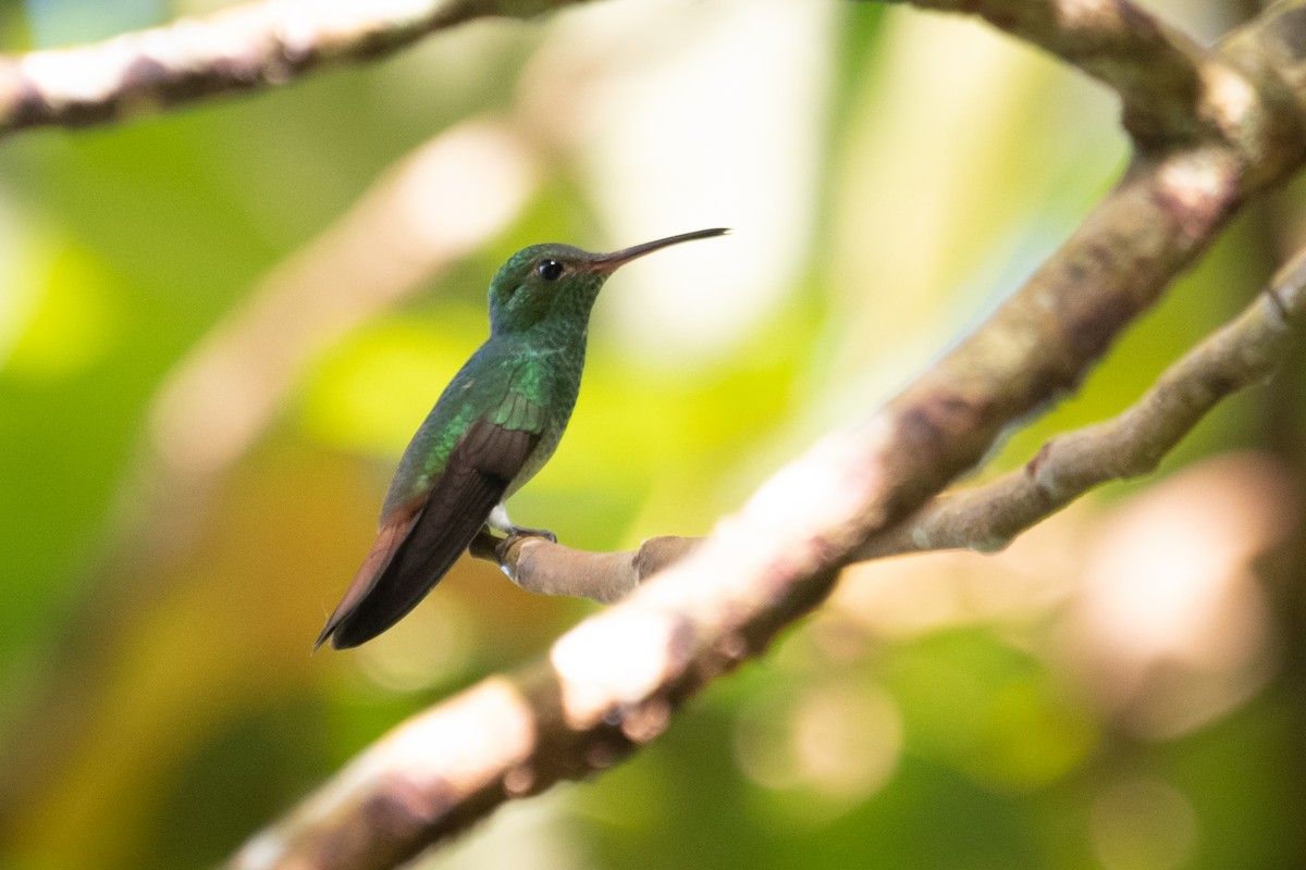 Rufous-tailed Hummingbird - ML215602851