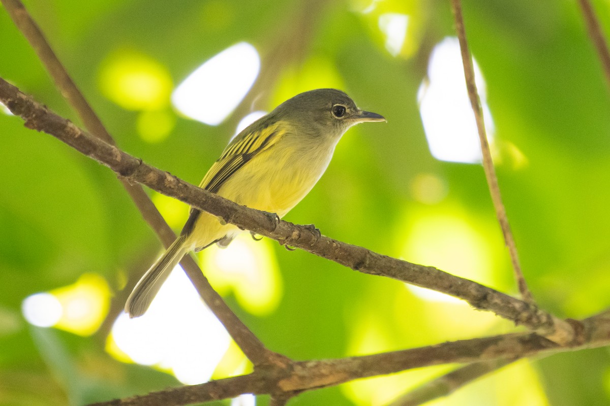 Yellow-winged Flatbill - ML215603171