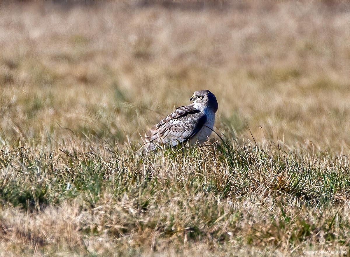 Northern Harrier - Jonathan Klizas