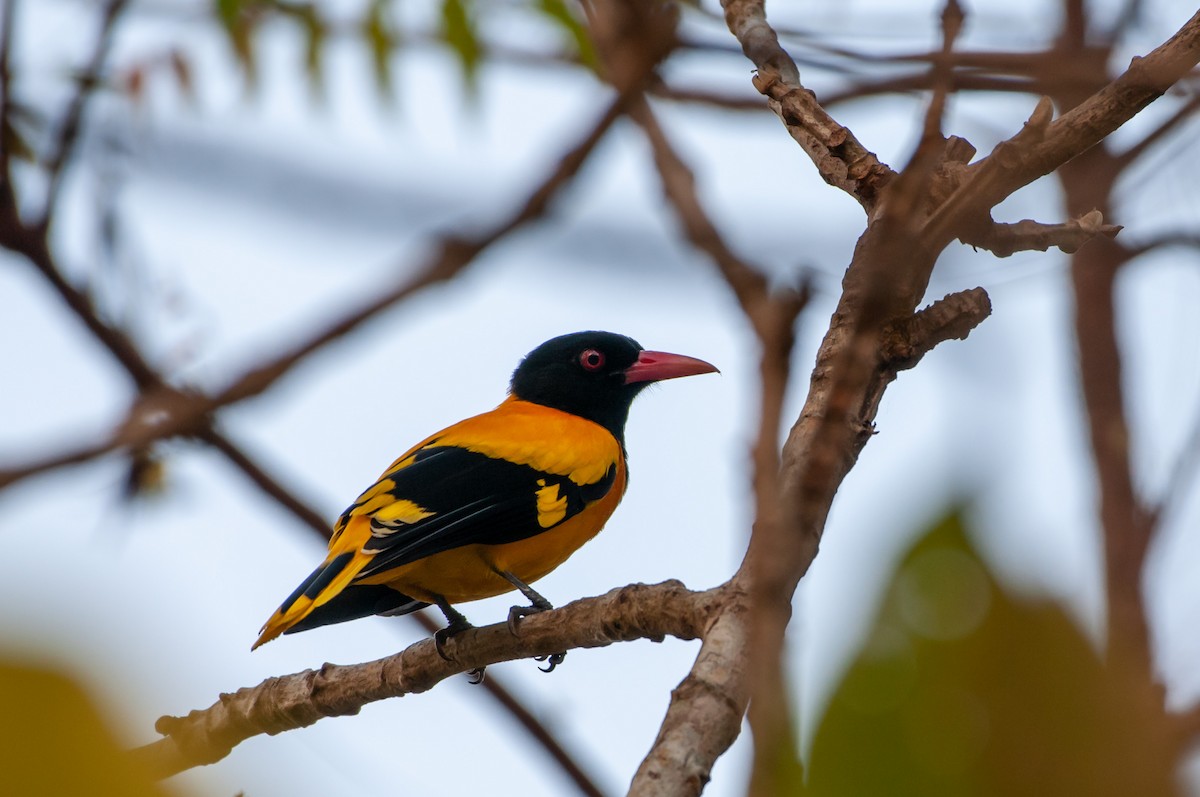 Black-hooded Oriole - ML215603671