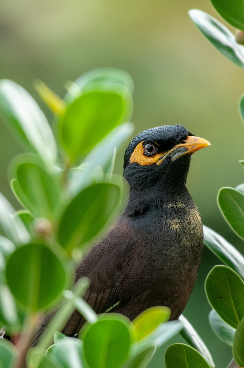 Common Myna - ML215604071