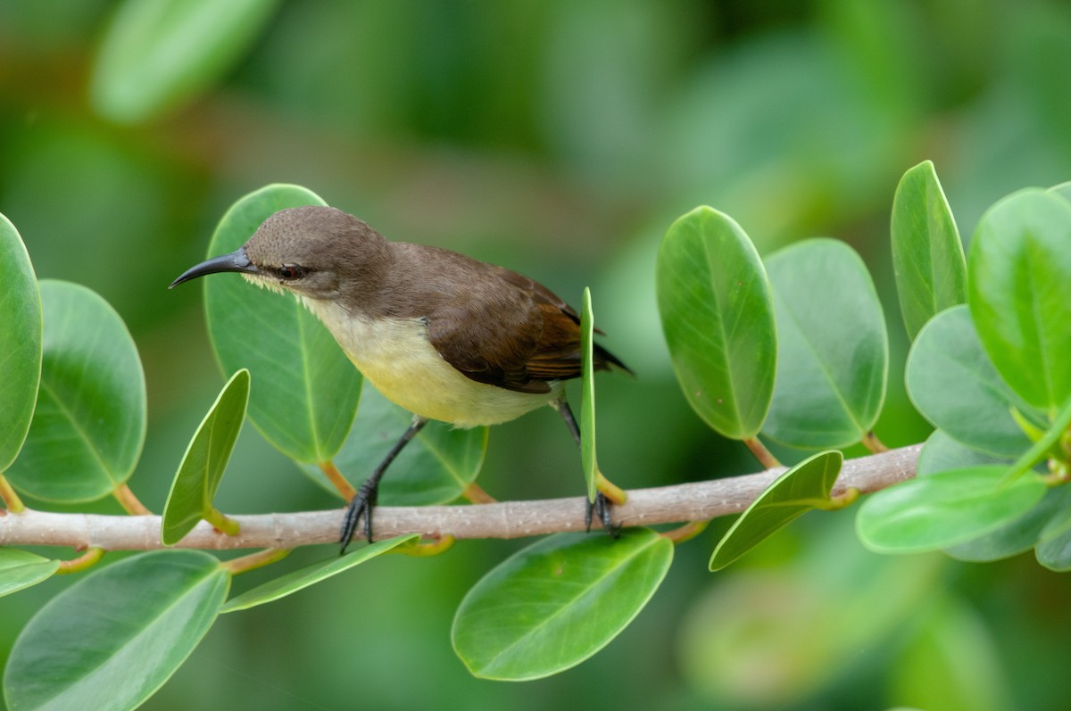 Purple-rumped Sunbird - ML215604111