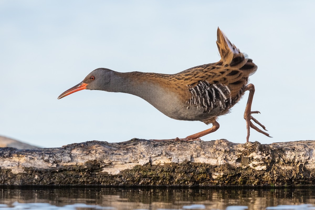 Water Rail - ML215604491