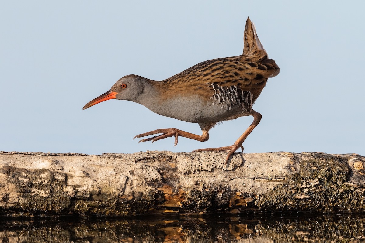 Water Rail - ML215604541