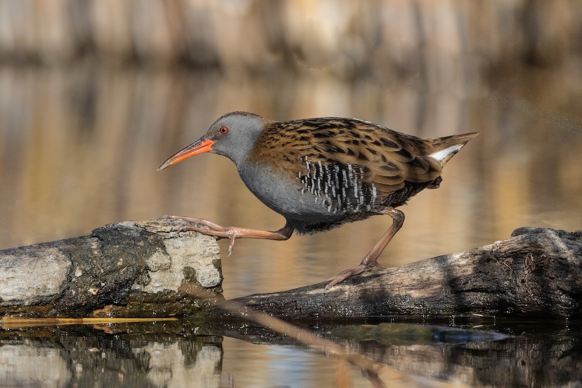 Water Rail - ML215604571