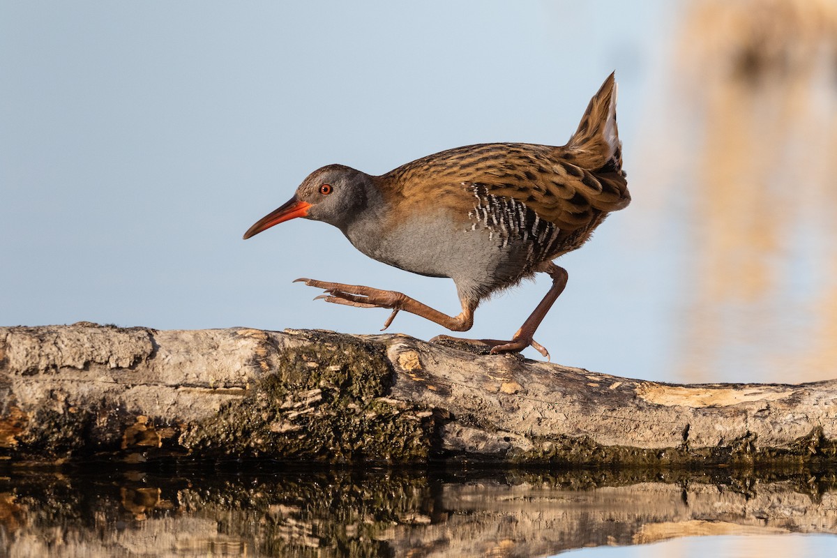 Water Rail - ML215604581