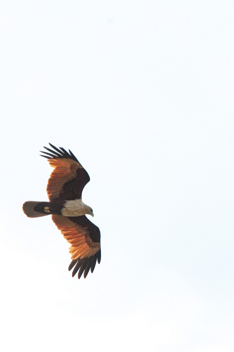 Brahminy Kite - ML215604811