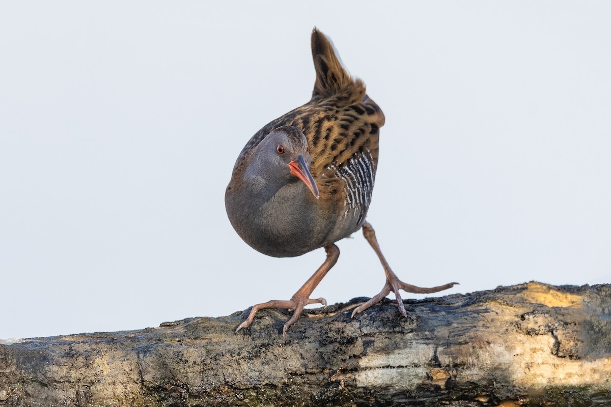 Water Rail - Stefan Hirsch