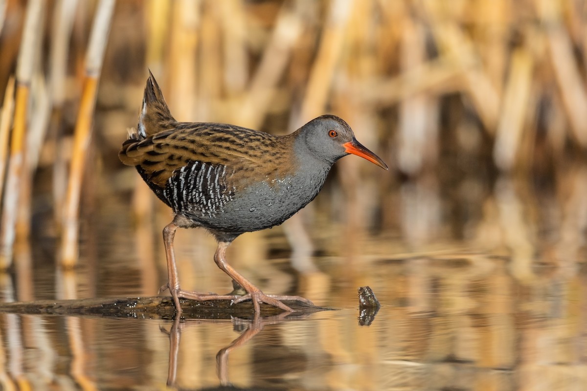 Water Rail - ML215604921