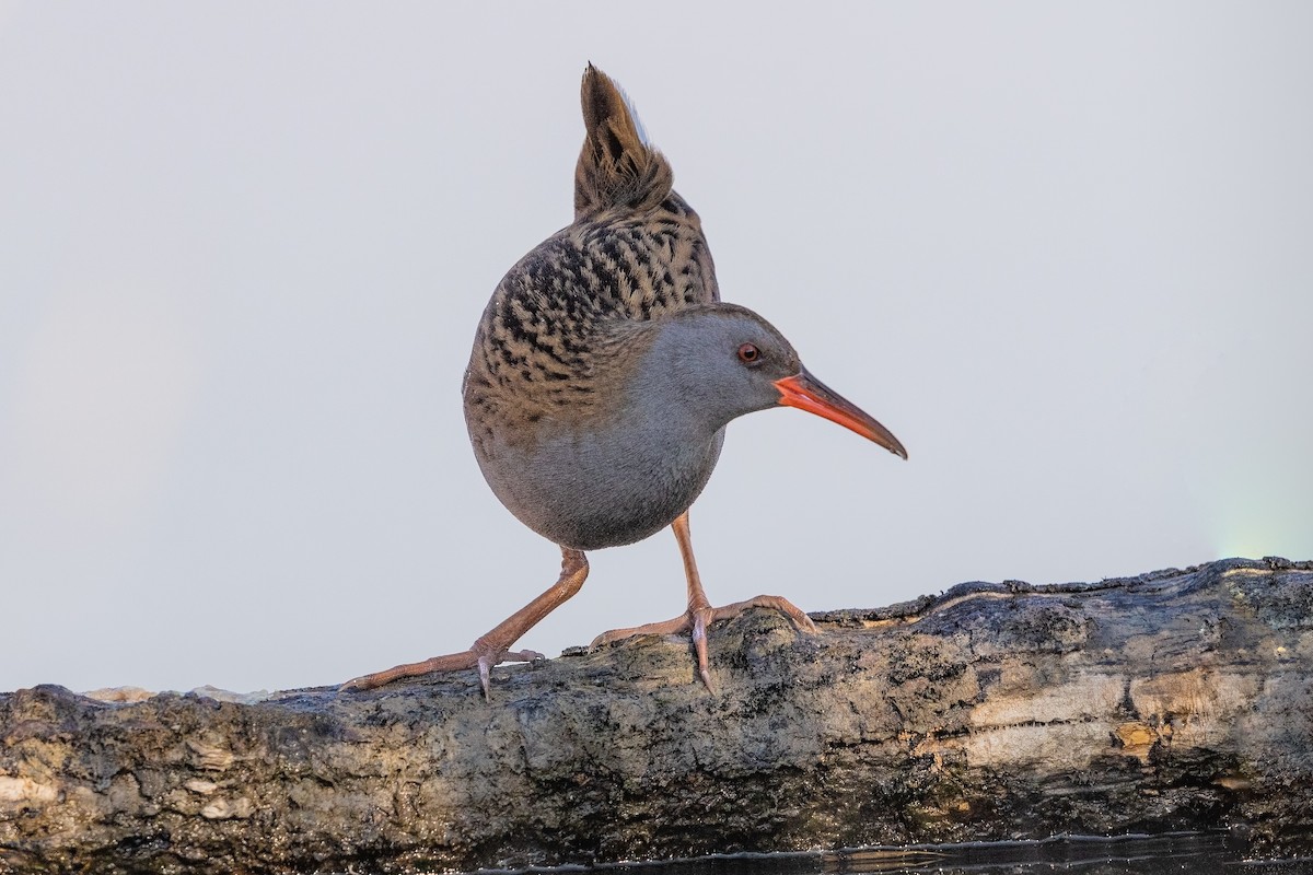 Water Rail - Stefan Hirsch