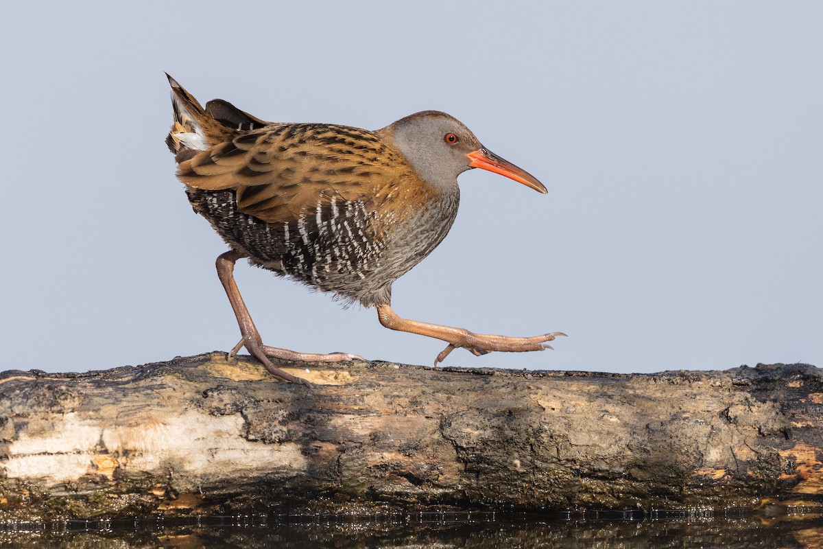 Water Rail - ML215605011