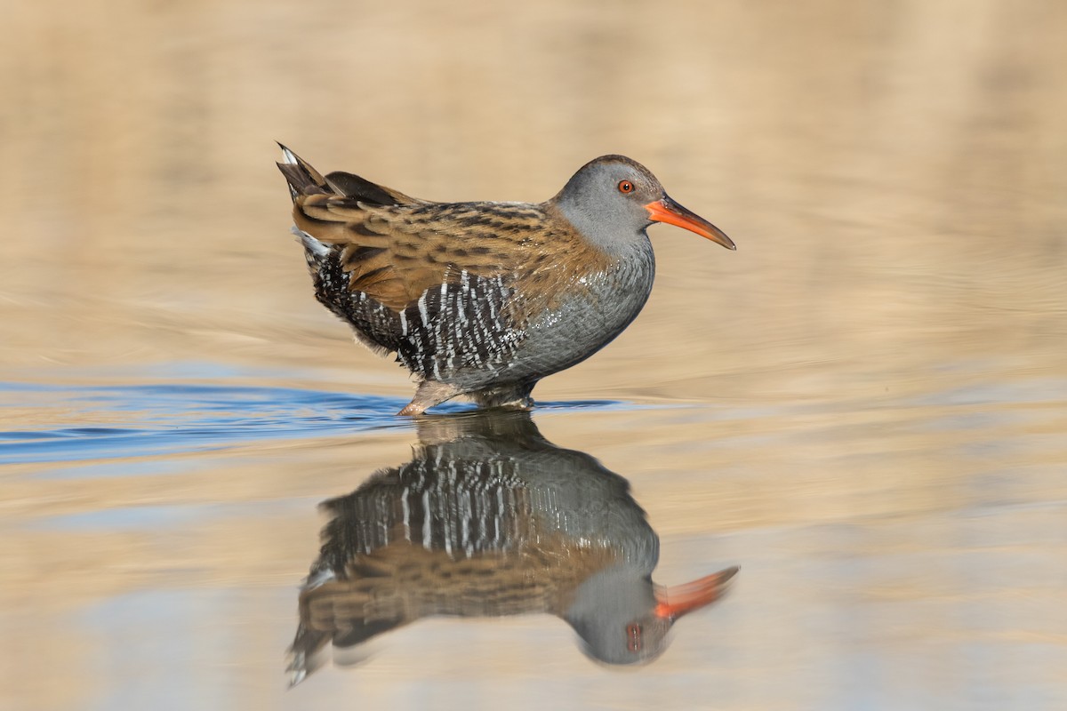 Water Rail - ML215605041