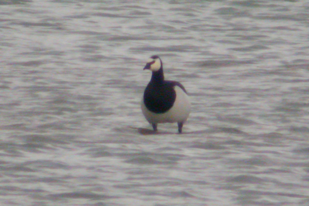 Barnacle Goose - ML215605371