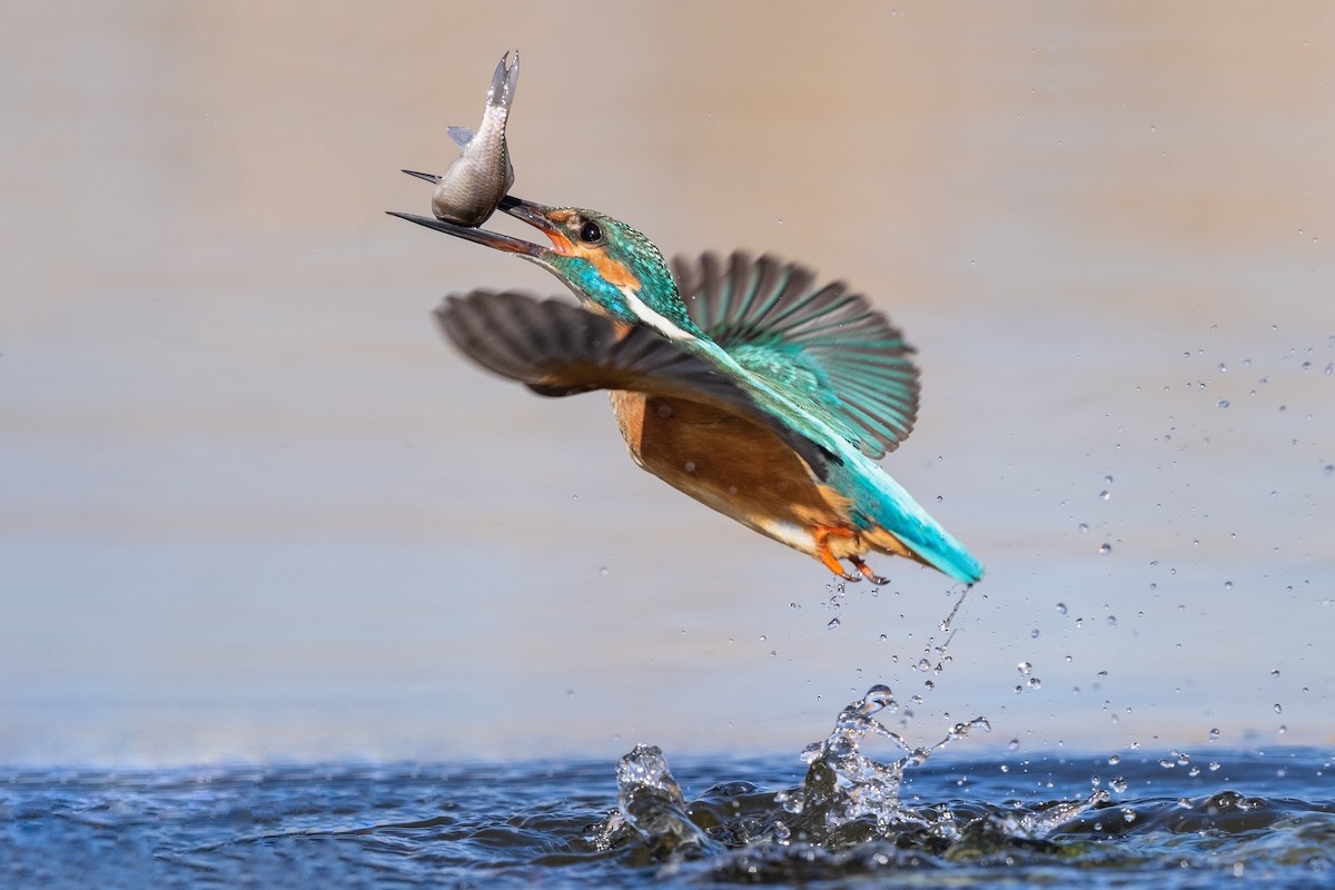 Common Kingfisher - ML215605831