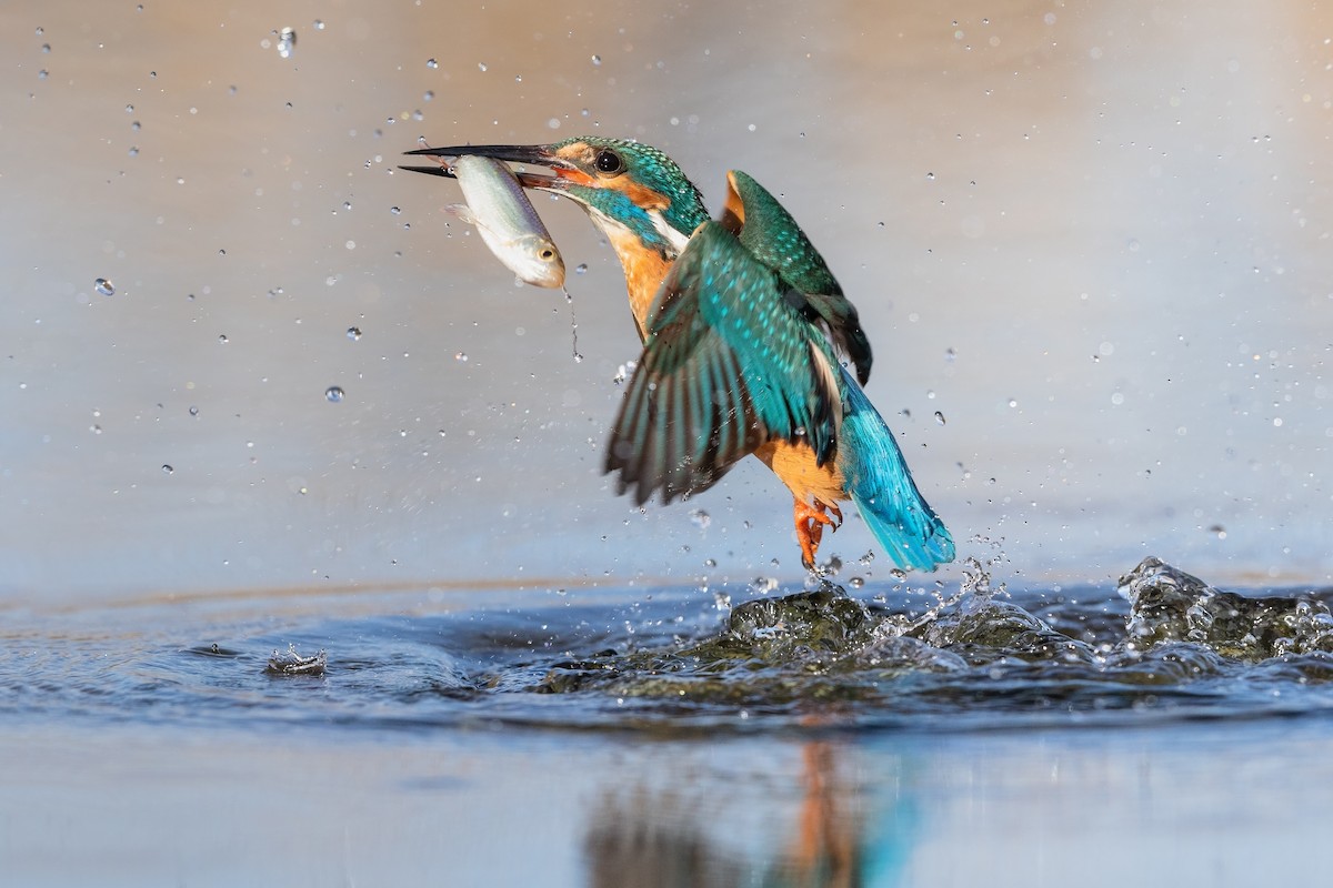 Common Kingfisher - ML215605841