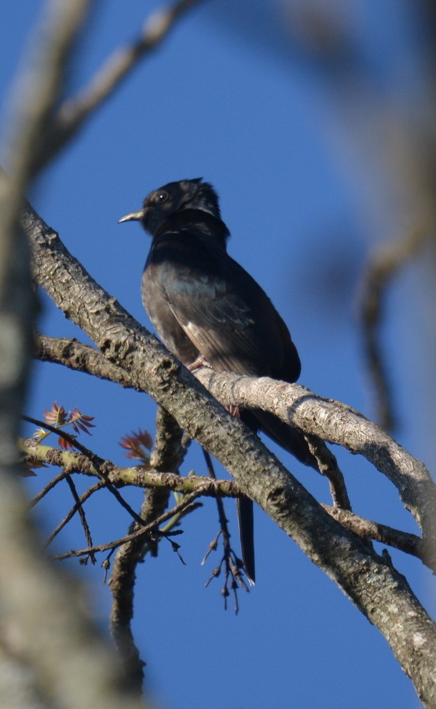 Black Cuckoo - ML215605971