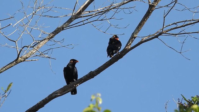 Common Hill Myna - ML215606071