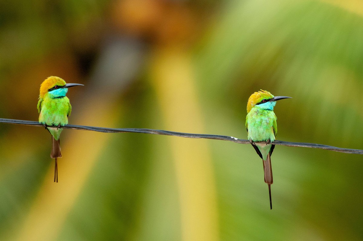 Asian Green Bee-eater - ML215606161