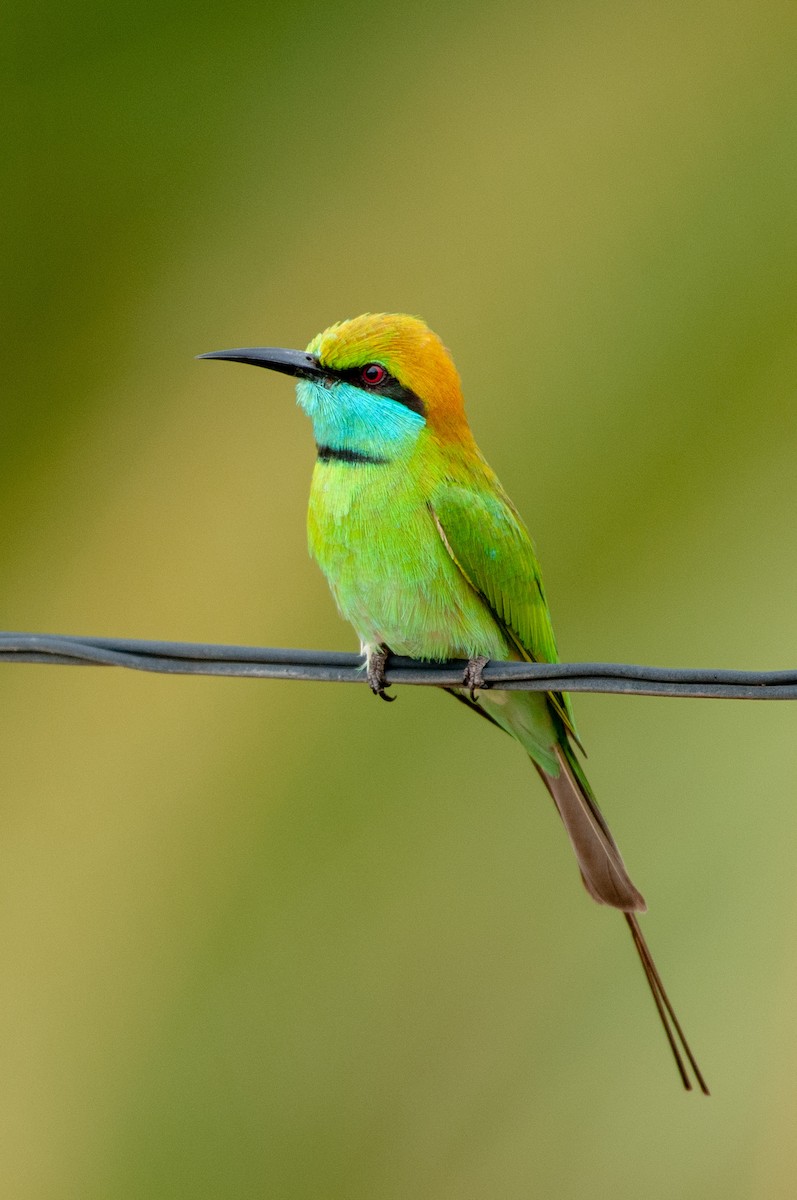 Asian Green Bee-eater - ML215606231