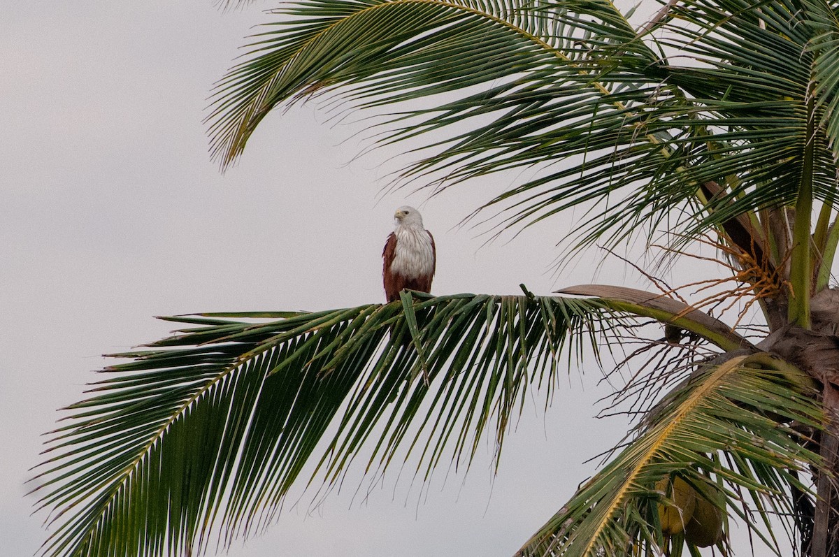 Brahminy Kite - ML215606241