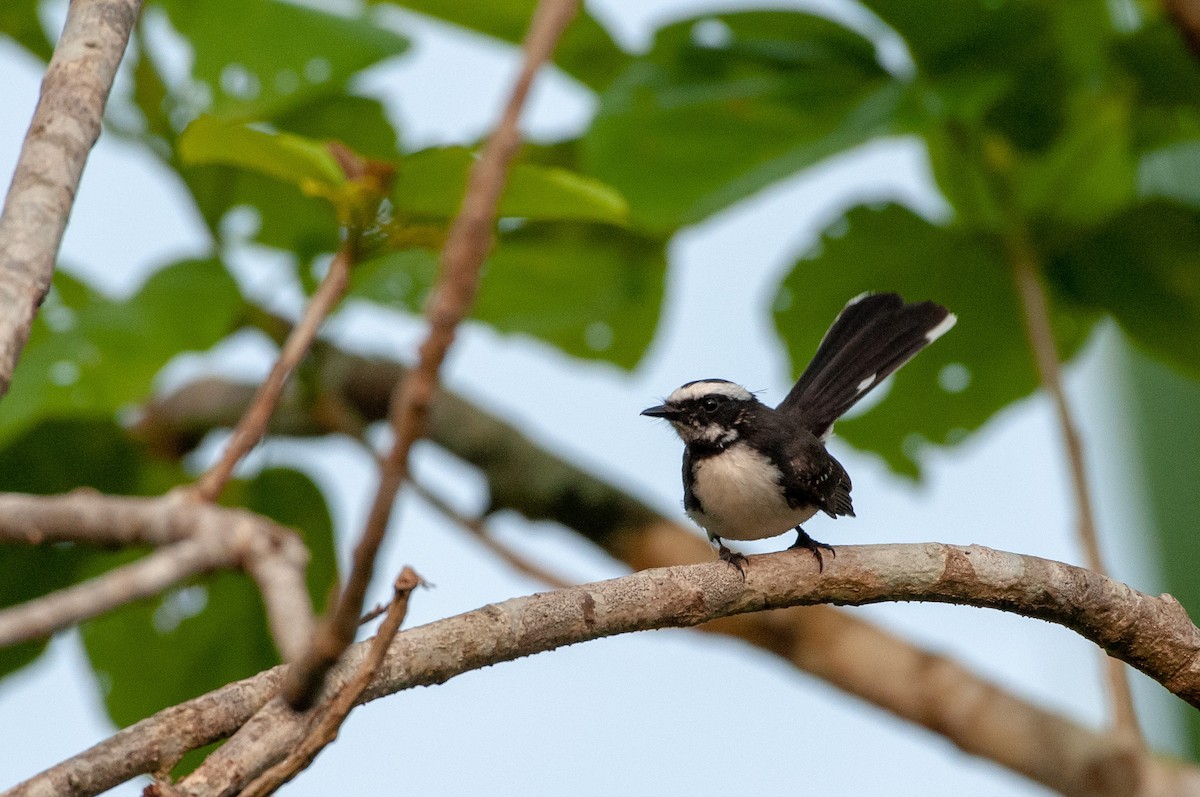 White-browed Fantail - ML215606271