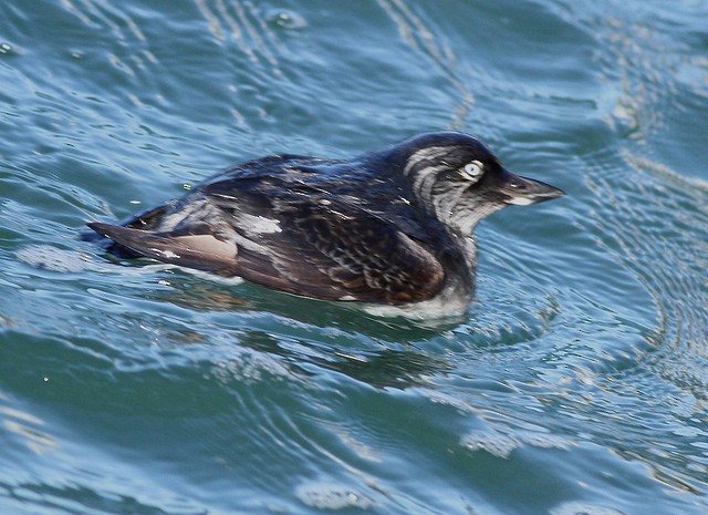 Cassin's Auklet - ML21560631