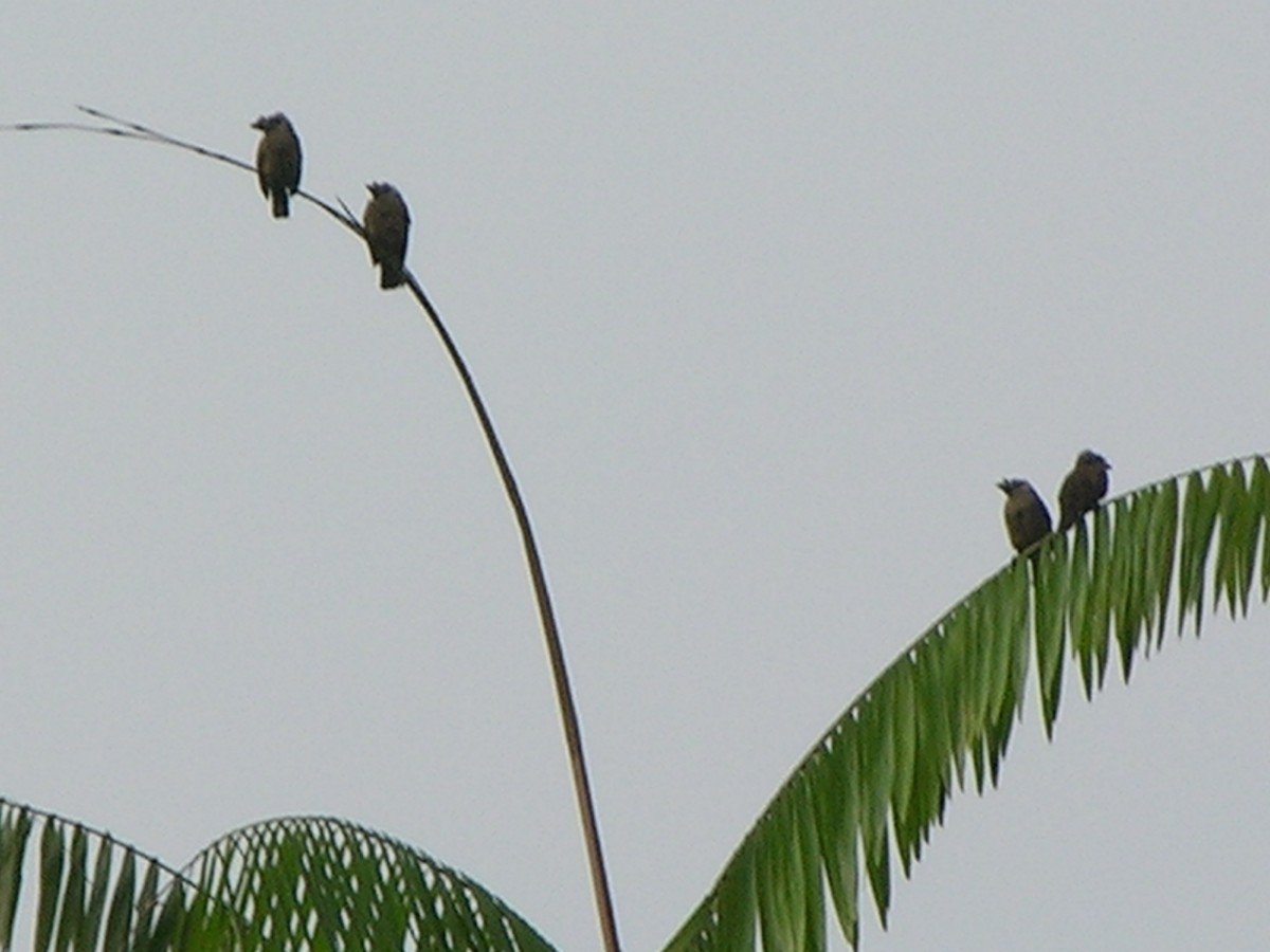 Sladen's Barbet - ML215606471