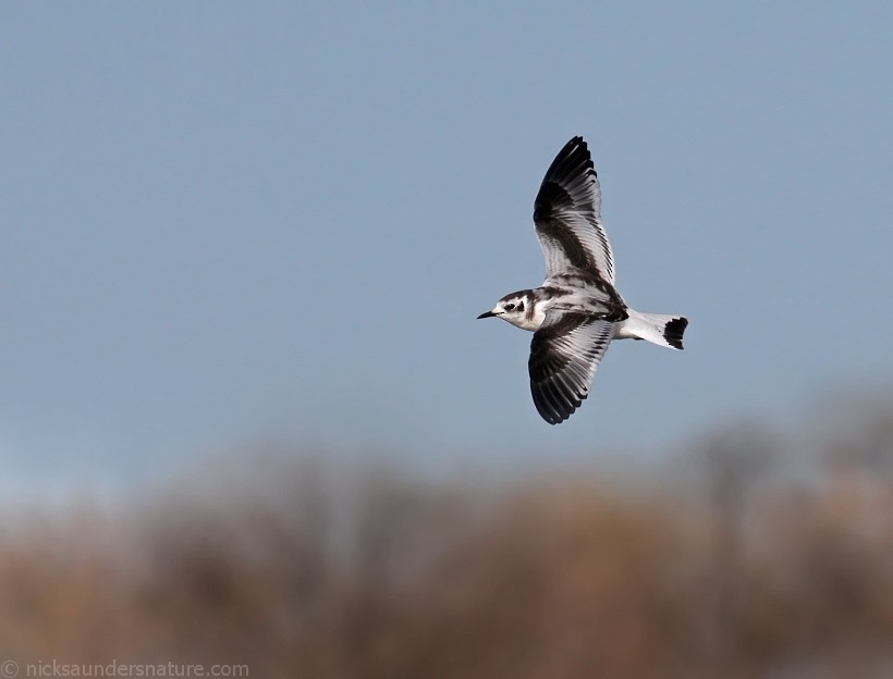 Little Gull - Nick Saunders