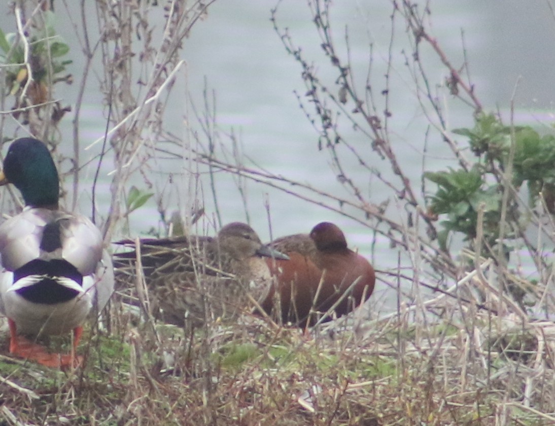 Cinnamon Teal - Jasper Barnes