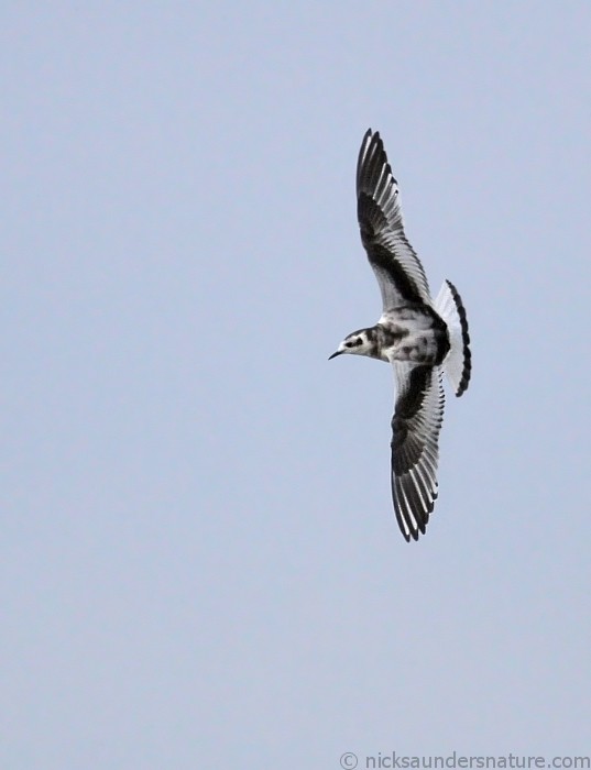 Little Gull - Nick Saunders