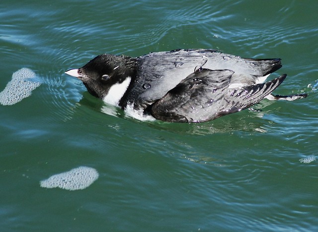 Guillemot à cou blanc - ML21560771