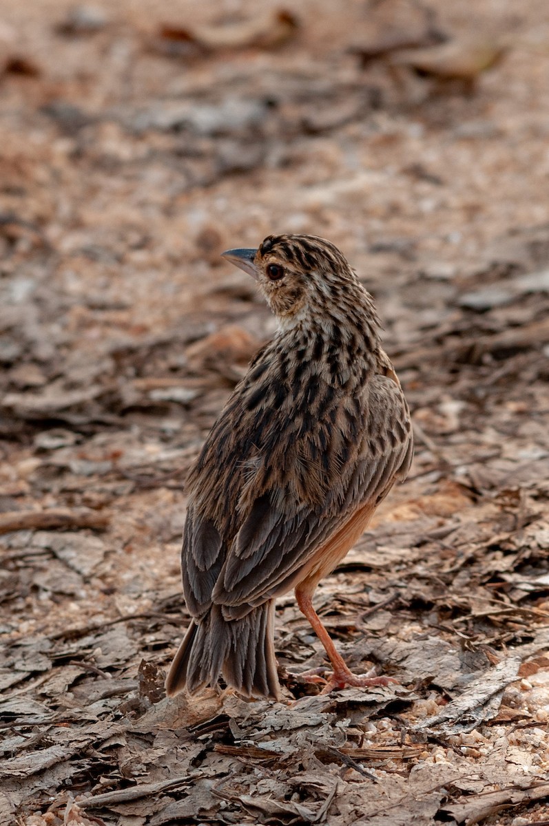 Jerdon's Bushlark - ML215607961