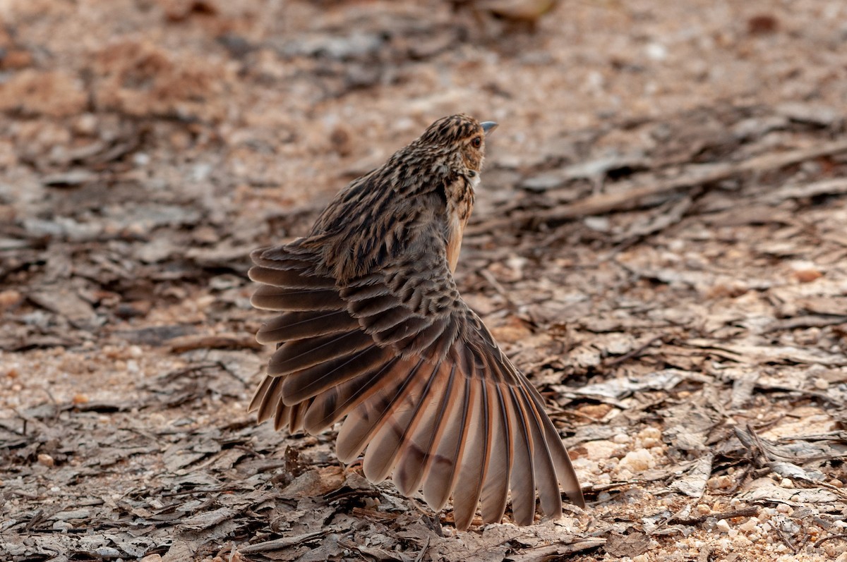 Jerdon's Bushlark - ML215608021