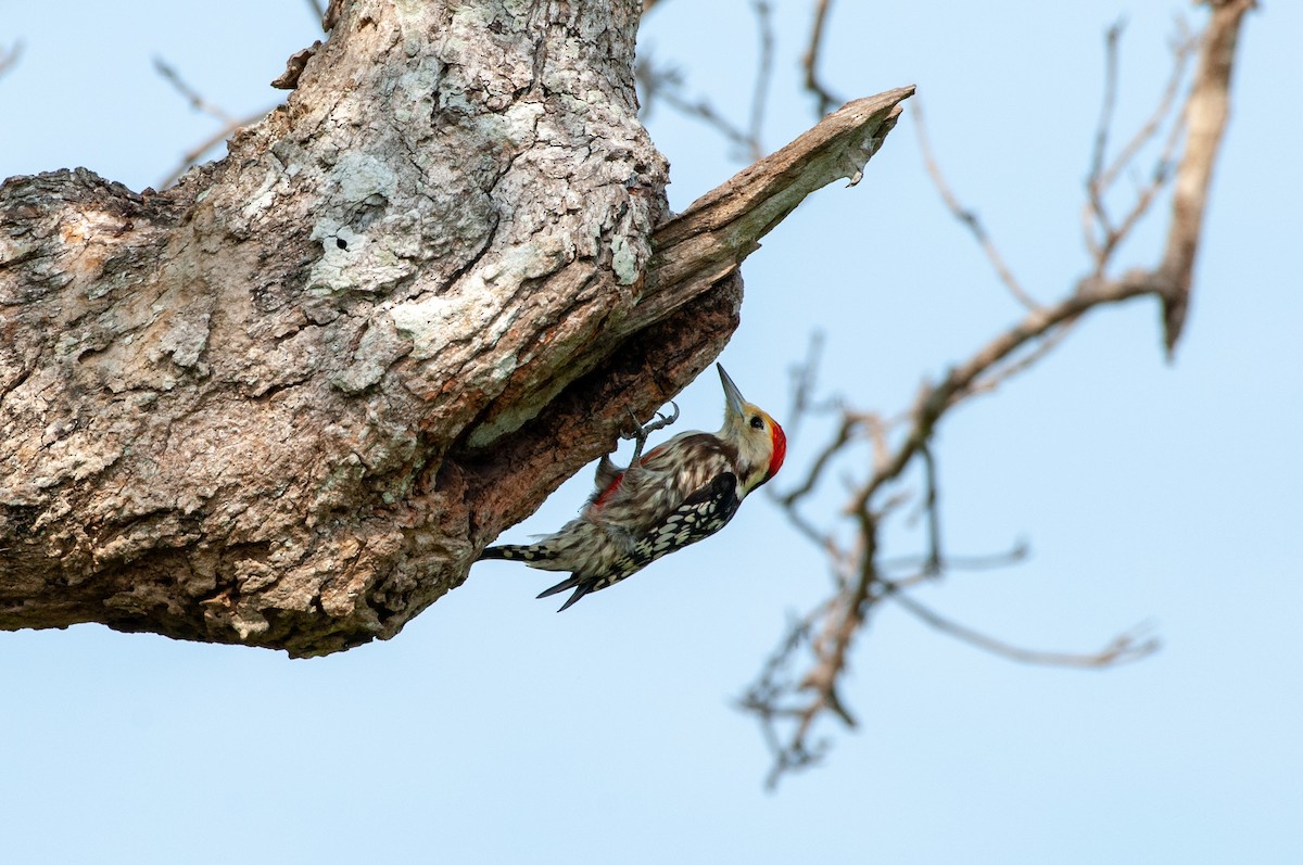 Yellow-crowned Woodpecker - ML215608071