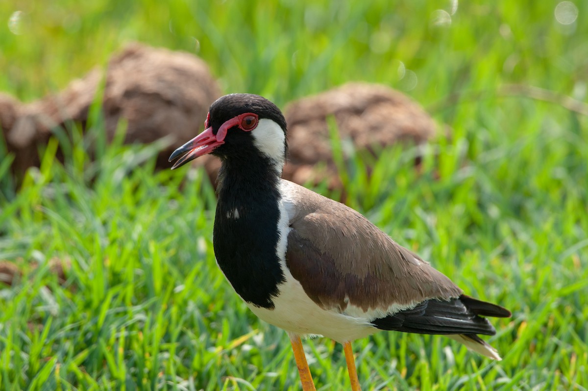 Red-wattled Lapwing - ML215608111