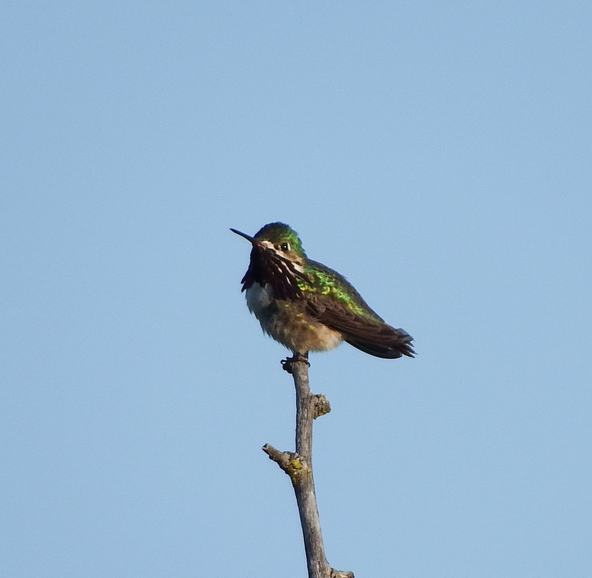 Colibrí Calíope - ML215608521