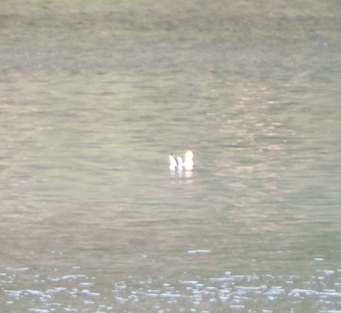 American Avocet - Nicholas Sly