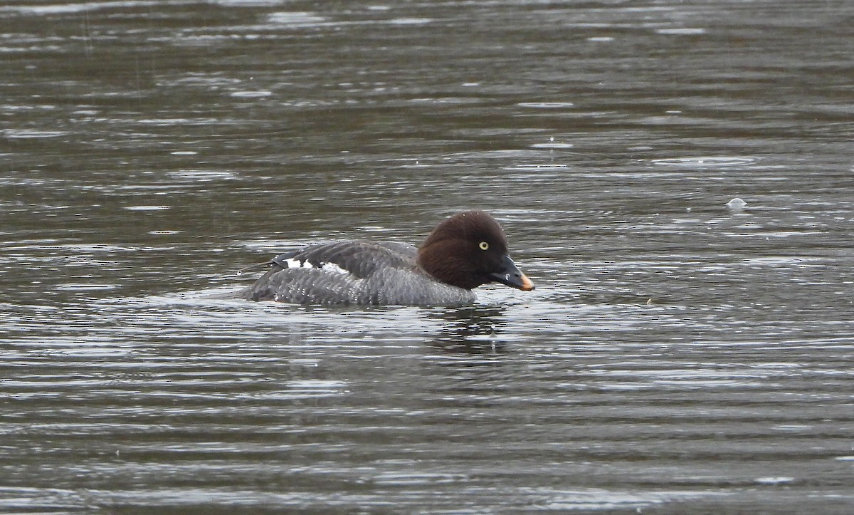 Common Goldeneye - Paul Lewis