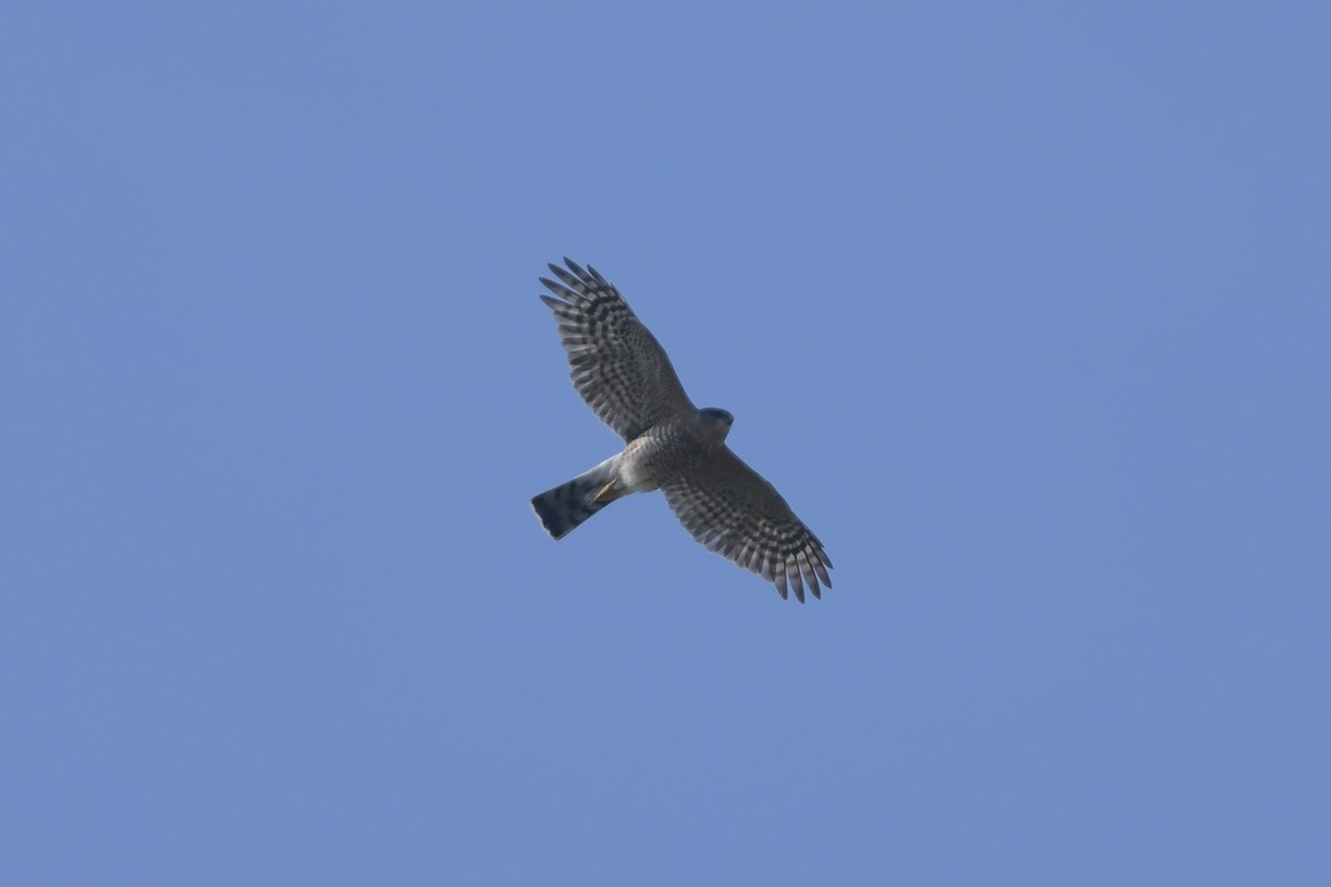 Sharp-shinned Hawk - ML215610341